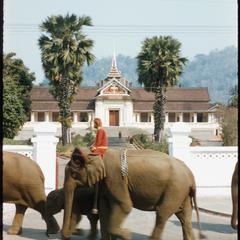 Elephant procession