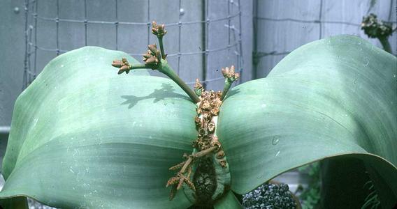 Male plant of  of Welwitschia mirabilis