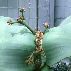 Male plant of  of Welwitschia mirabilis