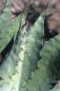 Close-up of Agave leaves, southwest of Sayola
