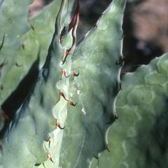 Close-up of Agave leaves, southwest of Sayola