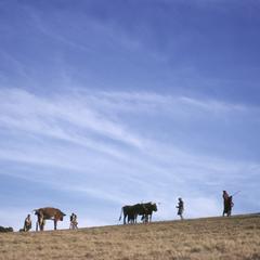Southern Africa : Agricultural Activities : cattle