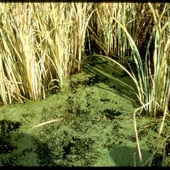 Duckweed floating between emergent vegetation