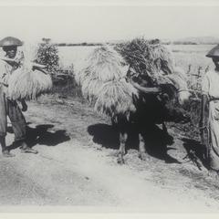 Carabao and man carrying palay, Bacarra, Ilocos Norte, 1910-1920