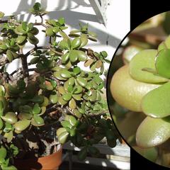 Succulent leaves of a jade plant, Crassula ovata