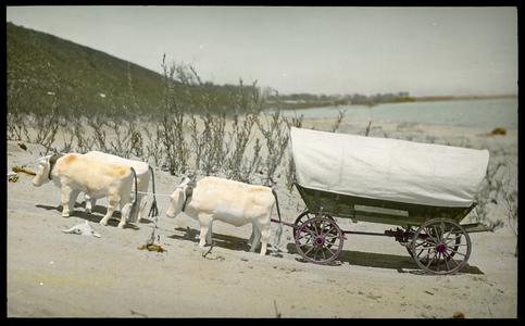 Covered wagon with oxen, side view