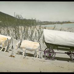 Covered wagon with oxen, side view