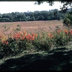 Fall view of sumac and prairie, Grady Tract, University of Wisconsin Arboretum