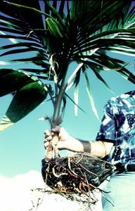 Older coconut  seedling