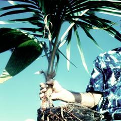 Older coconut  seedling