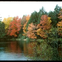 View of a northern forest in fall and lakeshore