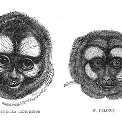 Nyctipithecus Lemurinus and N. Felinus