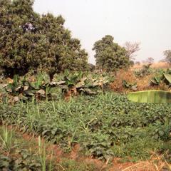 Farming in Bida