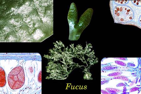 Fucus - composite of whole plant with receptacles and conceptacles