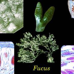 Fucus - composite of whole plant with receptacles and conceptacles