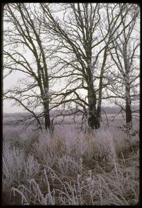 Oaks in Curtis Prairie with frost, University of Wisconsin Arboretum