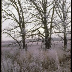 Oaks in Curtis Prairie with frost, University of Wisconsin Arboretum
