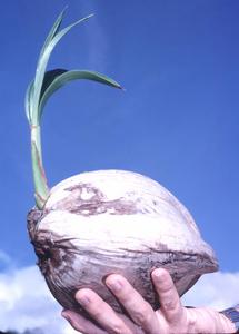 Young Coconut seedling