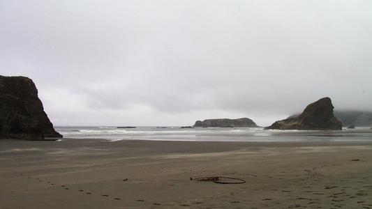 Nereocystis along the Oregon coast