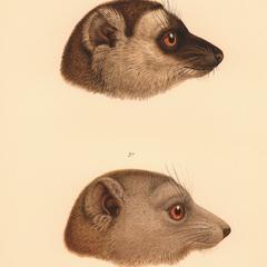 Lemur mongoz : 1º var. rufipes, 2º var. cinereiceps