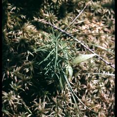 Larch seedling in a sphagnum bog