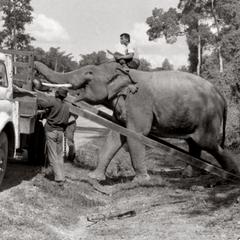 Elephant with log 5