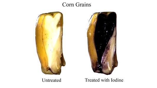 Cut corn grain, on the right the endosperm was stained purple by iodine