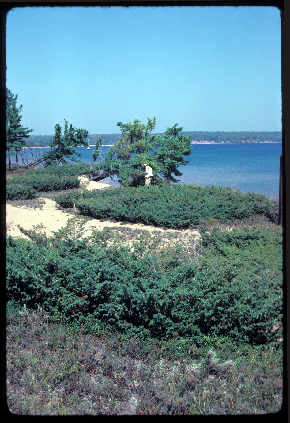 Junipers in red pine savanna area, Stockton Island, Apostle Islands National Lakeshore