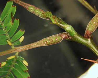 Nectaries at the base of the petiole of bullhorn acacia