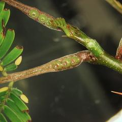 Nectaries at the base of the petiole of bullhorn acacia
