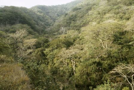 Dry tropical deciduous forest, La Calera valley