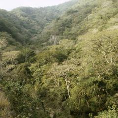 Dry tropical deciduous forest, La Calera valley