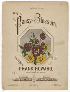 Only a pansy blossom