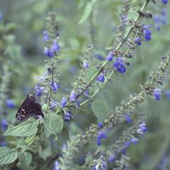 Salvia and skipper butterfly