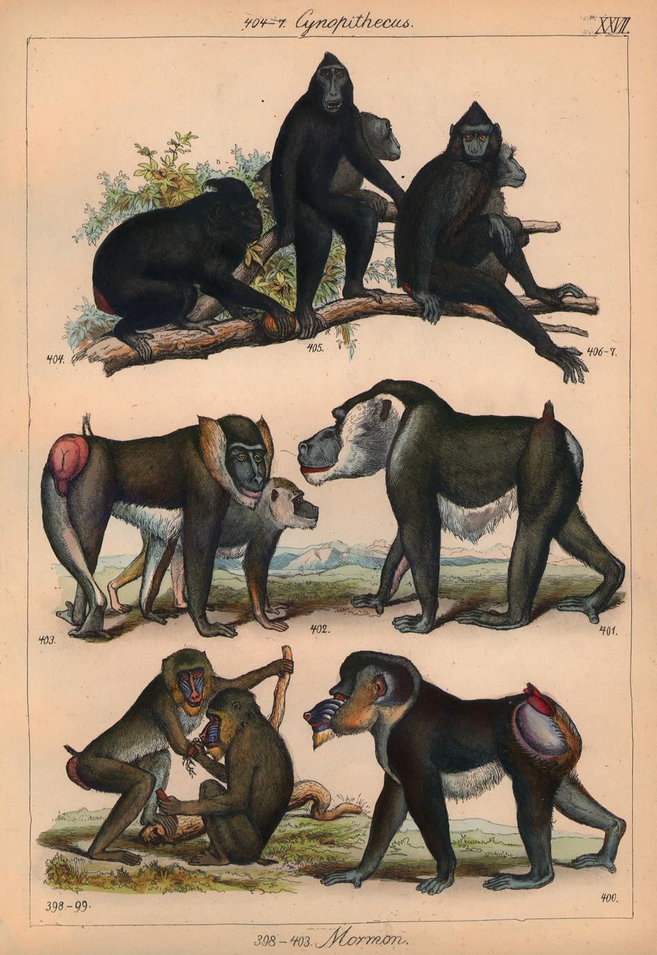 Celebes Crested Macaque, Drill, and Mandrill Group Print