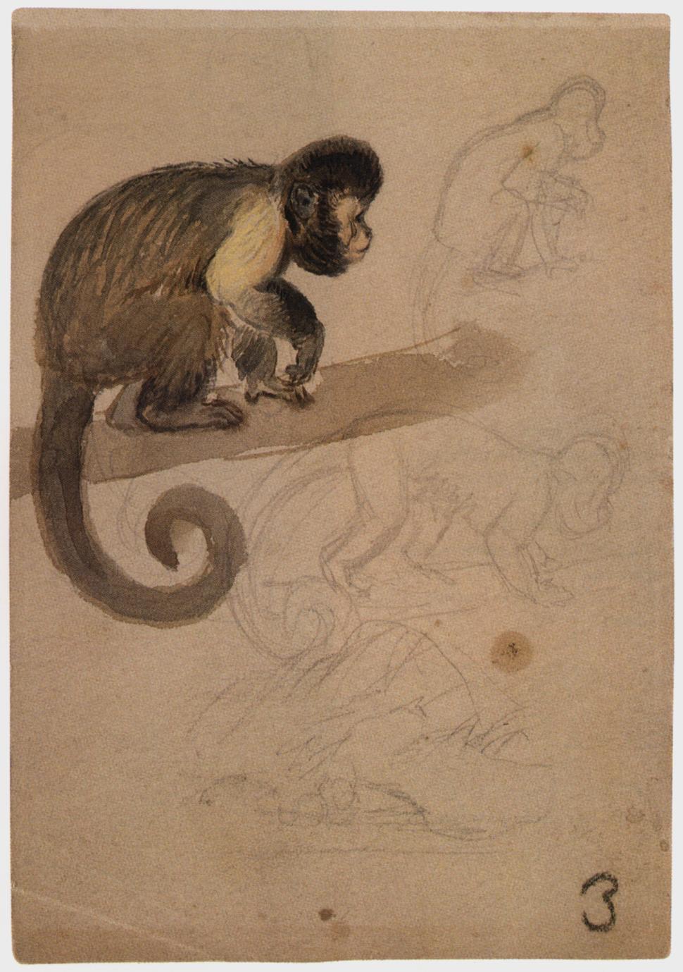 Capuchin Sketch