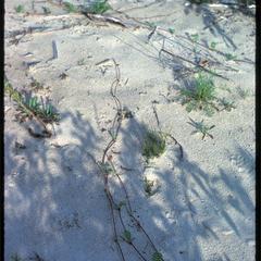 Potentilla anserina, Lake Michigan dunes