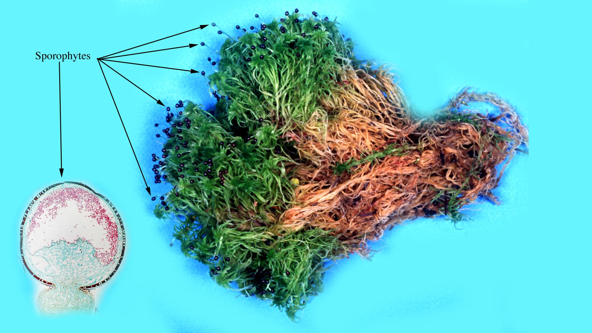 Sphagnum moss - composite of sporophytes