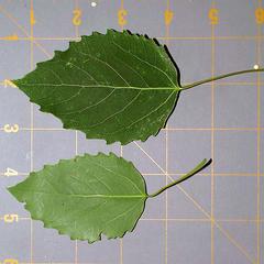 Leaves of Populus grandentata