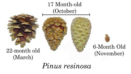 Red pine composite of cones : 6, 17 and 22-month old with mature cone