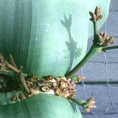 Branch bearing male cones of Welwitschia mirabilis