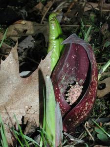 Skunk cabbage in flower in early spring