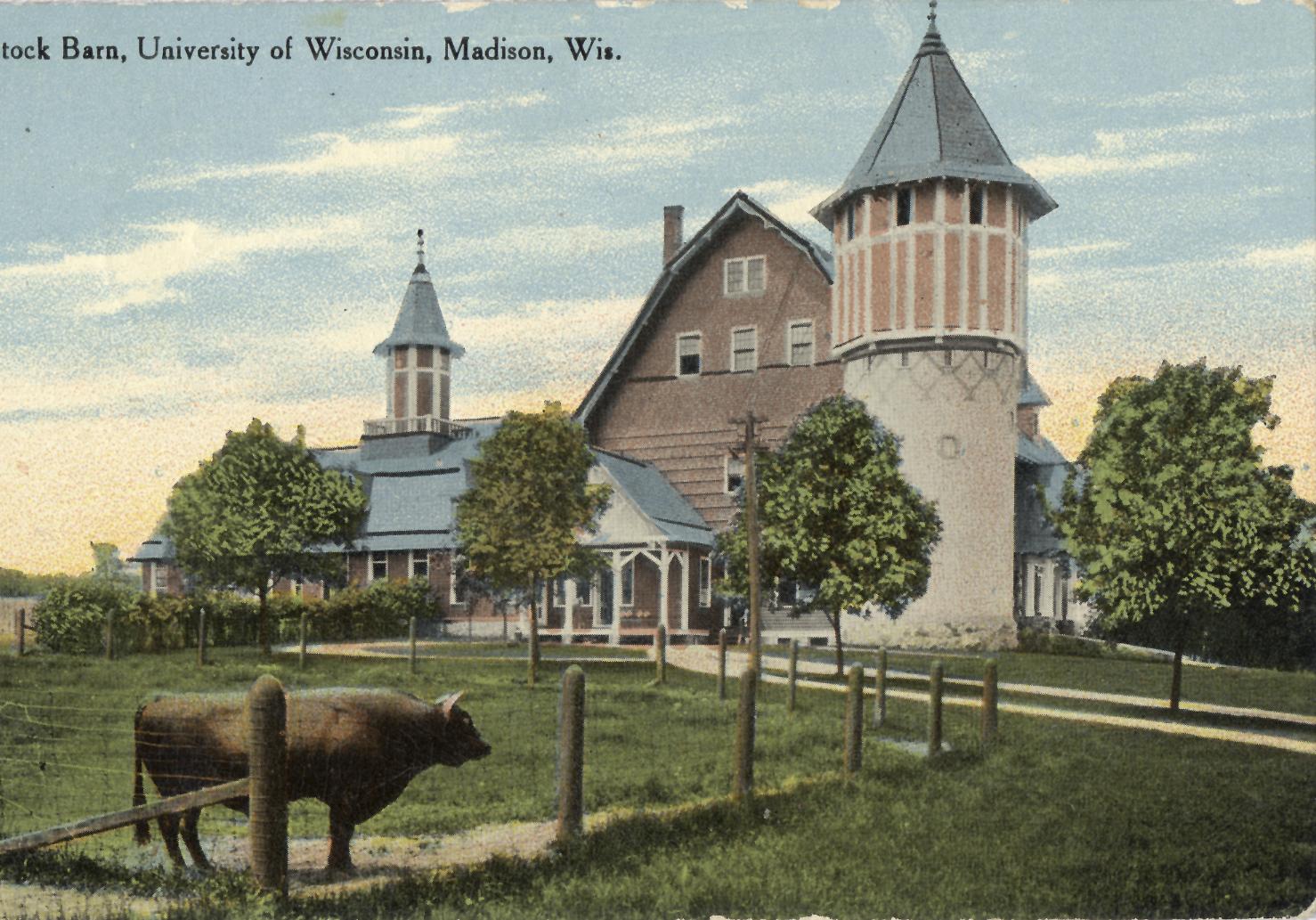 Dairy Barn Postcard, 1910