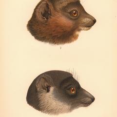 Lemur albimanus