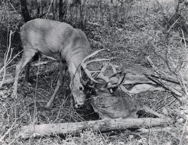 Bucks with locked antlers
