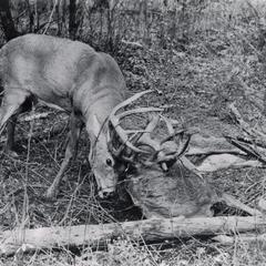 Bucks with locked antlers