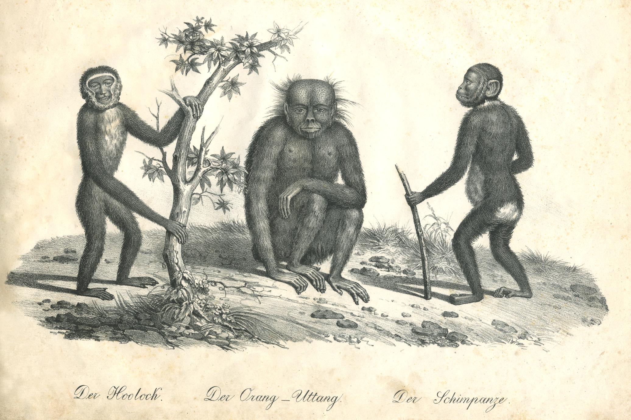 Apes Print