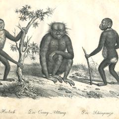Apes Print