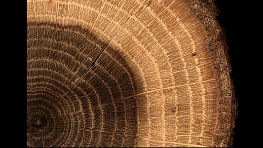 Heartwood and sapwood in a cross section of a bur oak branch