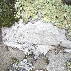 Crustose and foliose lichens growing on a rock